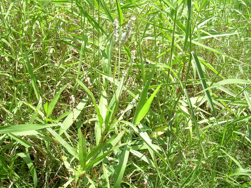Persicaria acuminata — photo