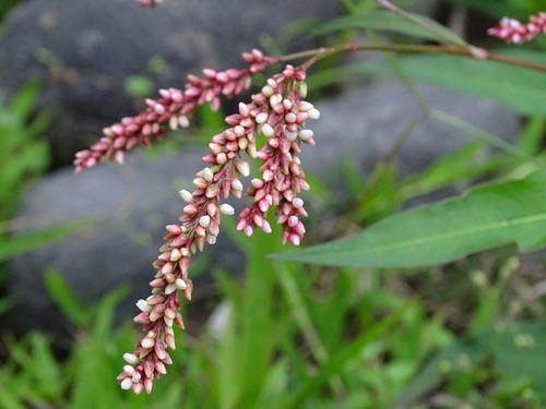 Persicaria acuminata