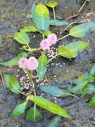 Persicaria amphibia (Water Knotweed) — photo