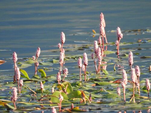 Persicaria amphibia (Water Knotweed) — photo