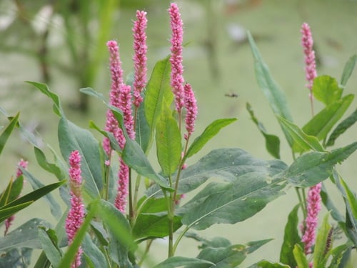 Persicaria amphibia