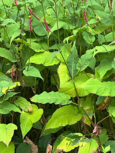 Persicaria amplexicaulis (Mountain-fleece) — photo
