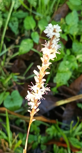 Persicaria amplexicaulis (Mountain-fleece) — photo