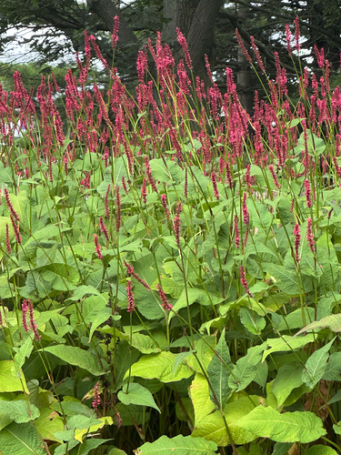 Persicaria amplexicaulis