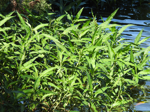 Persicaria barbata (Smartweed) — photo