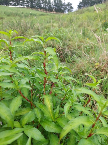 Persicaria barbata (Smartweed) — photo