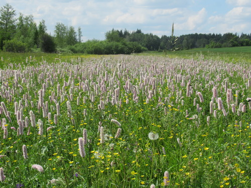 Persicaria bistorta (Meadow bistort) — photo