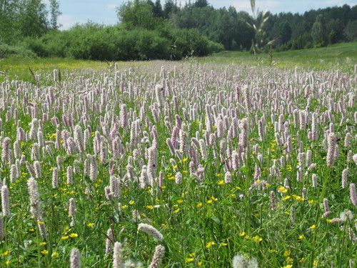 Persicaria bistorta (Meadow bistort) — photo