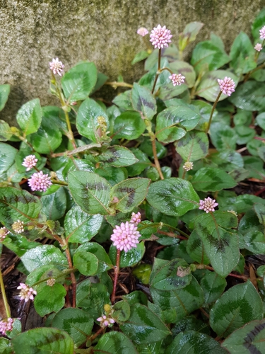Persicaria capitata (Eastern knotweed) — photo