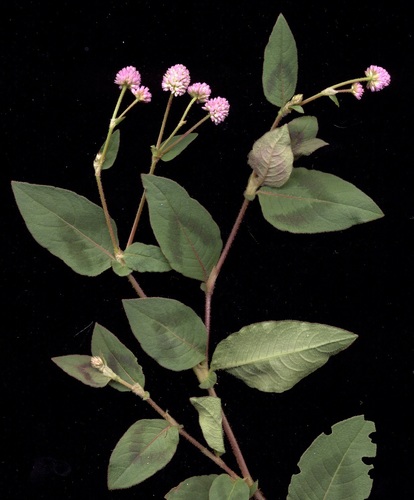 Persicaria capitata (Eastern knotweed) — photo