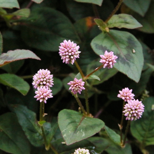 Persicaria capitata