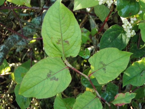 Persicaria chinensis (Chinese knotweed) — photo