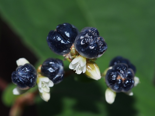 Persicaria chinensis (Chinese knotweed) — photo