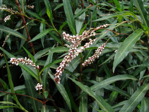 Persicaria decipiens (Slender Knotweed) — photo