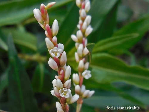 Persicaria decipiens (Slender Knotweed) — photo