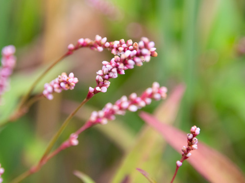 Persicaria decipiens