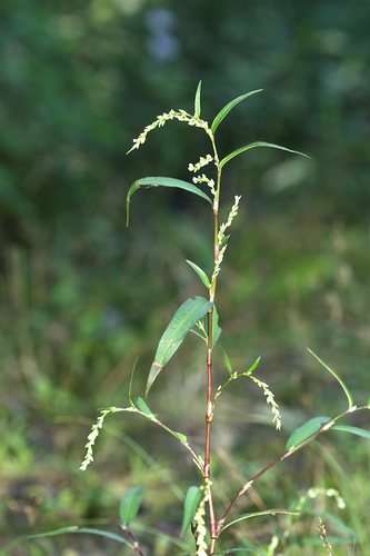 Persicaria hydropiper (Water pepper) — photo