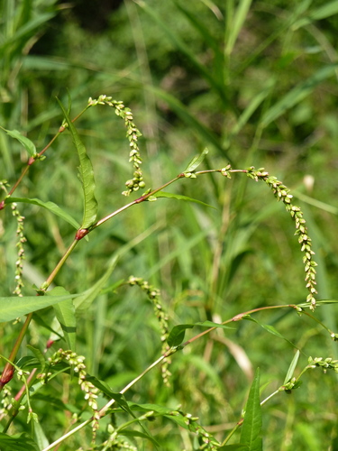 Persicaria hydropiper (Water pepper) — photo