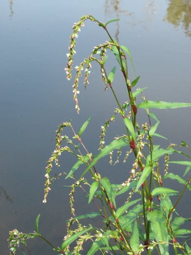 Persicaria hydropiper