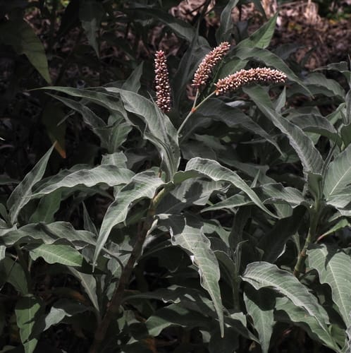 Persicaria lanigera (African persicaria) — photo