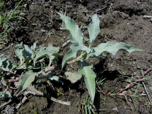 Persicaria lanigera