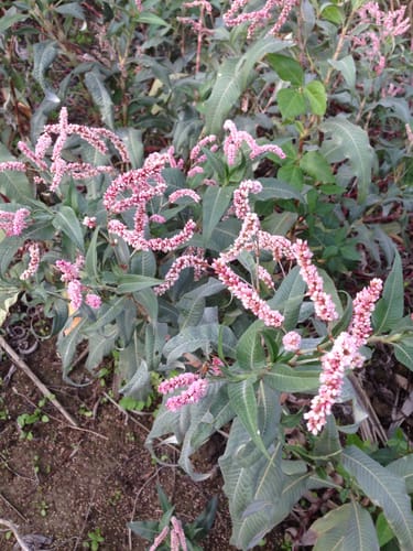 Persicaria lanigera (African persicaria) — photo