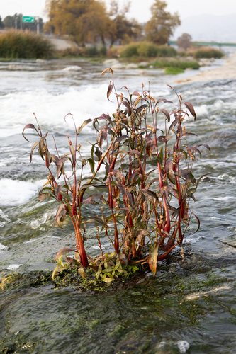 Persicaria lapathifolia (Pale Smartweed) — photo