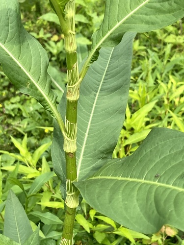 Persicaria lapathifolia (Pale Smartweed) — photo