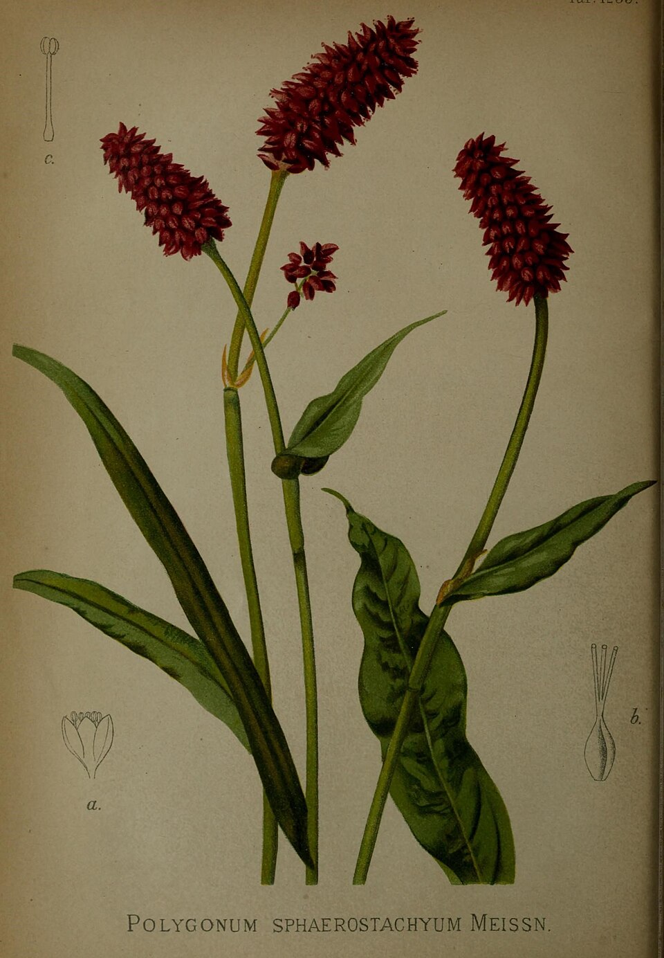 Persicaria macrophylla — photo