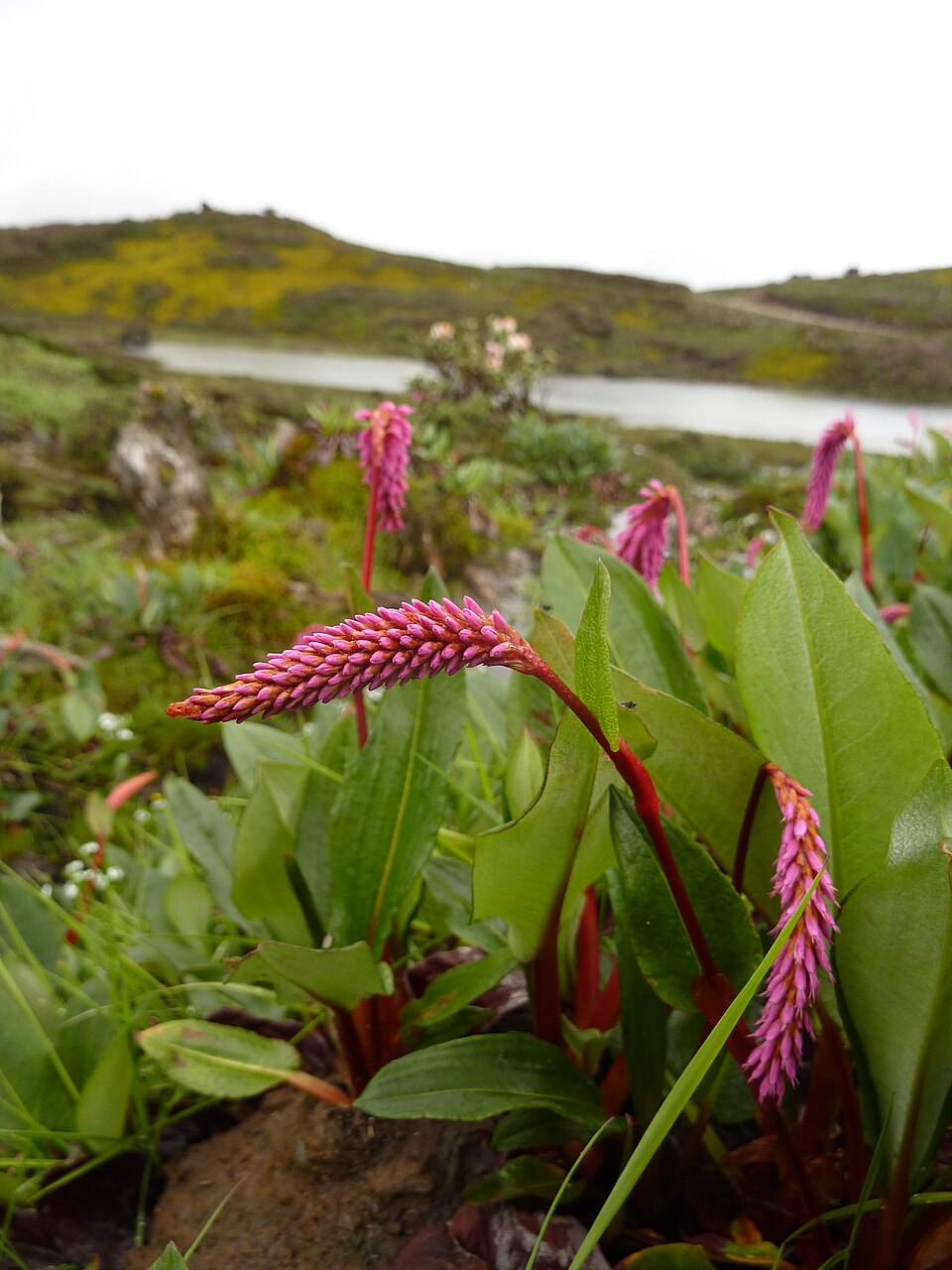 Persicaria macrophylla
