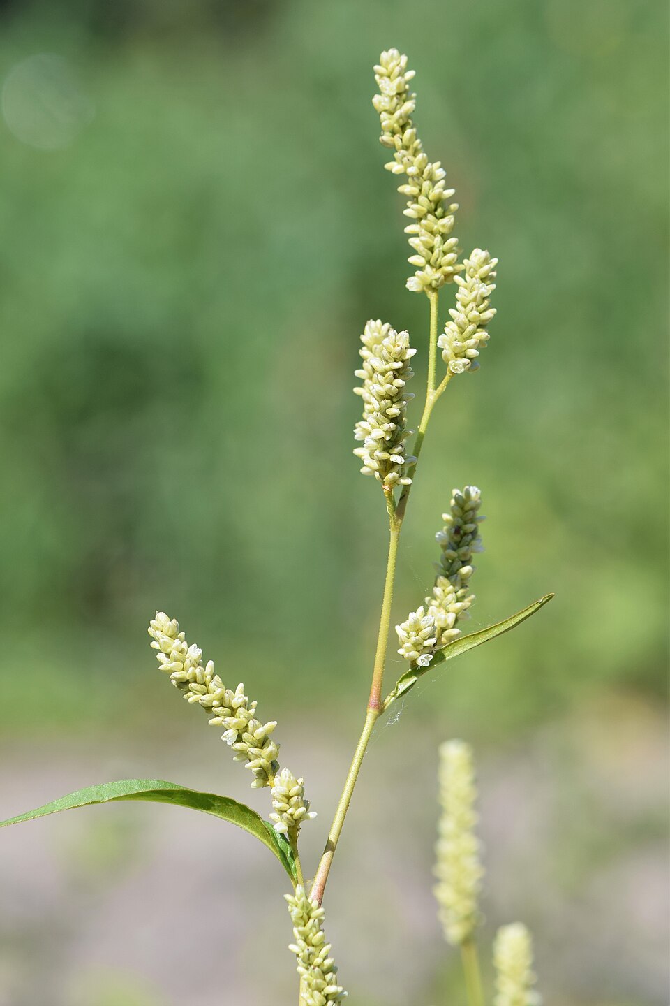 Persicaria maculata (Lady’s thumb) — photo