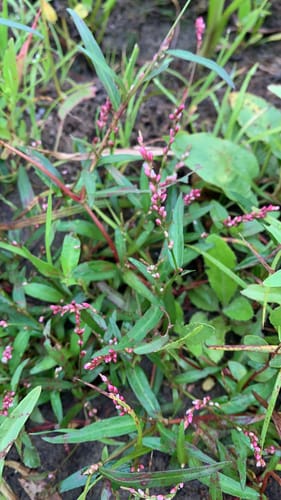 Persicaria minor (Spotted Ladysthumb) — photo
