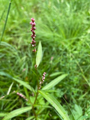 Persicaria minor