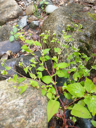Persicaria nepalensis (Nepalese Smartweed) — photo