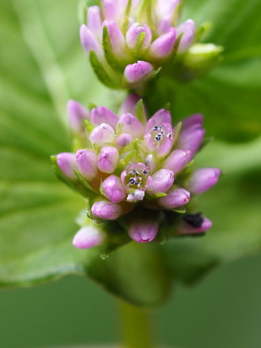 Persicaria nepalensis (Nepalese Smartweed) — photo