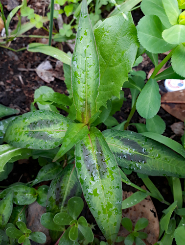 Persicaria odorata (Vietnamese mint) — photo