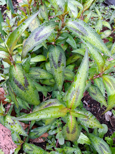 Persicaria odorata (Vietnamese mint) — photo