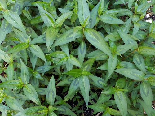 Persicaria odorata