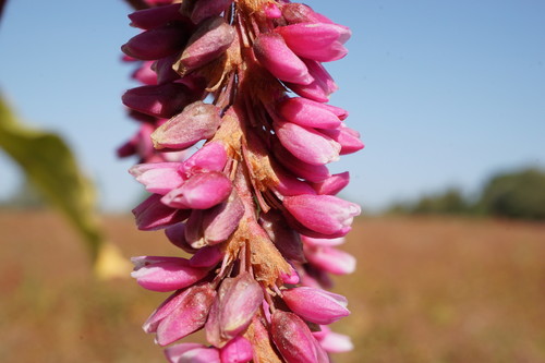 Persicaria orientalis (Prince’s Feathers) — photo