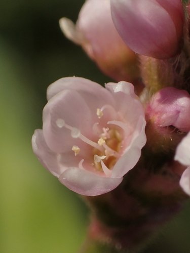 Persicaria orientalis (Prince’s Feathers) — photo