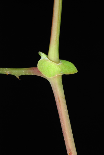 Persicaria perfoliata (Asiatic tearthumb) — photo