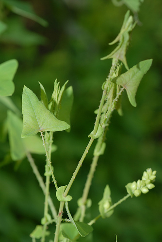 Persicaria perfoliata (Asiatic tearthumb) — photo