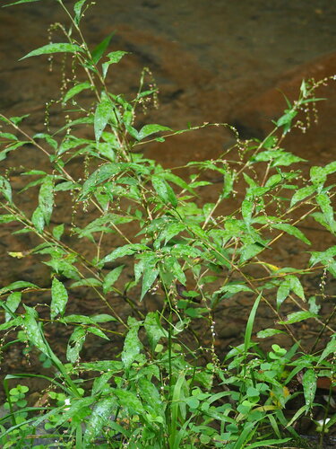 Persicaria pubescens (Water smartweed) — photo