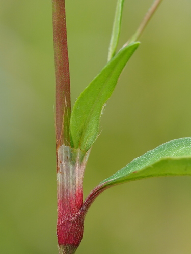 Persicaria pubescens (Water smartweed) — photo