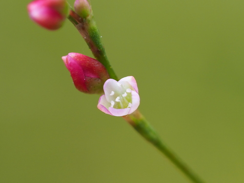 Persicaria pubescens