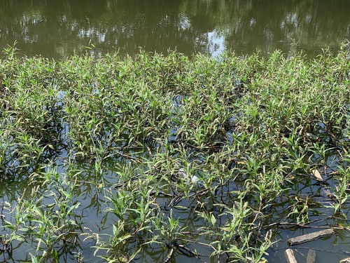 Persicaria pulchra (Watersmart weed) — photo