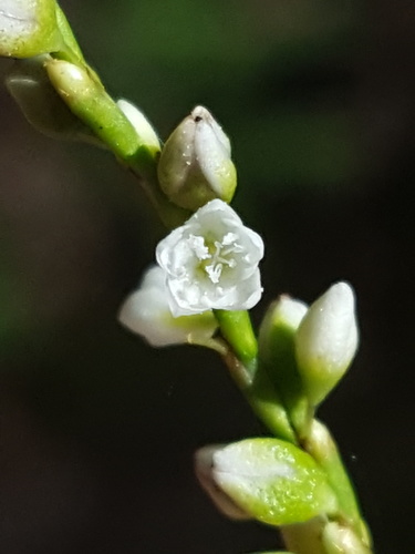 Persicaria punctata (Dotted Smartweed) — photo