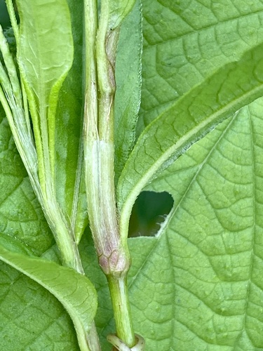 Persicaria punctata (Dotted Smartweed) — photo