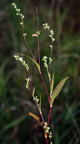 Persicaria punctata