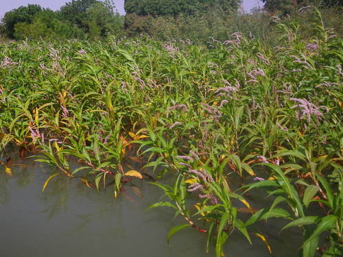 Persicaria senegalensis (Silver snake root) — photo